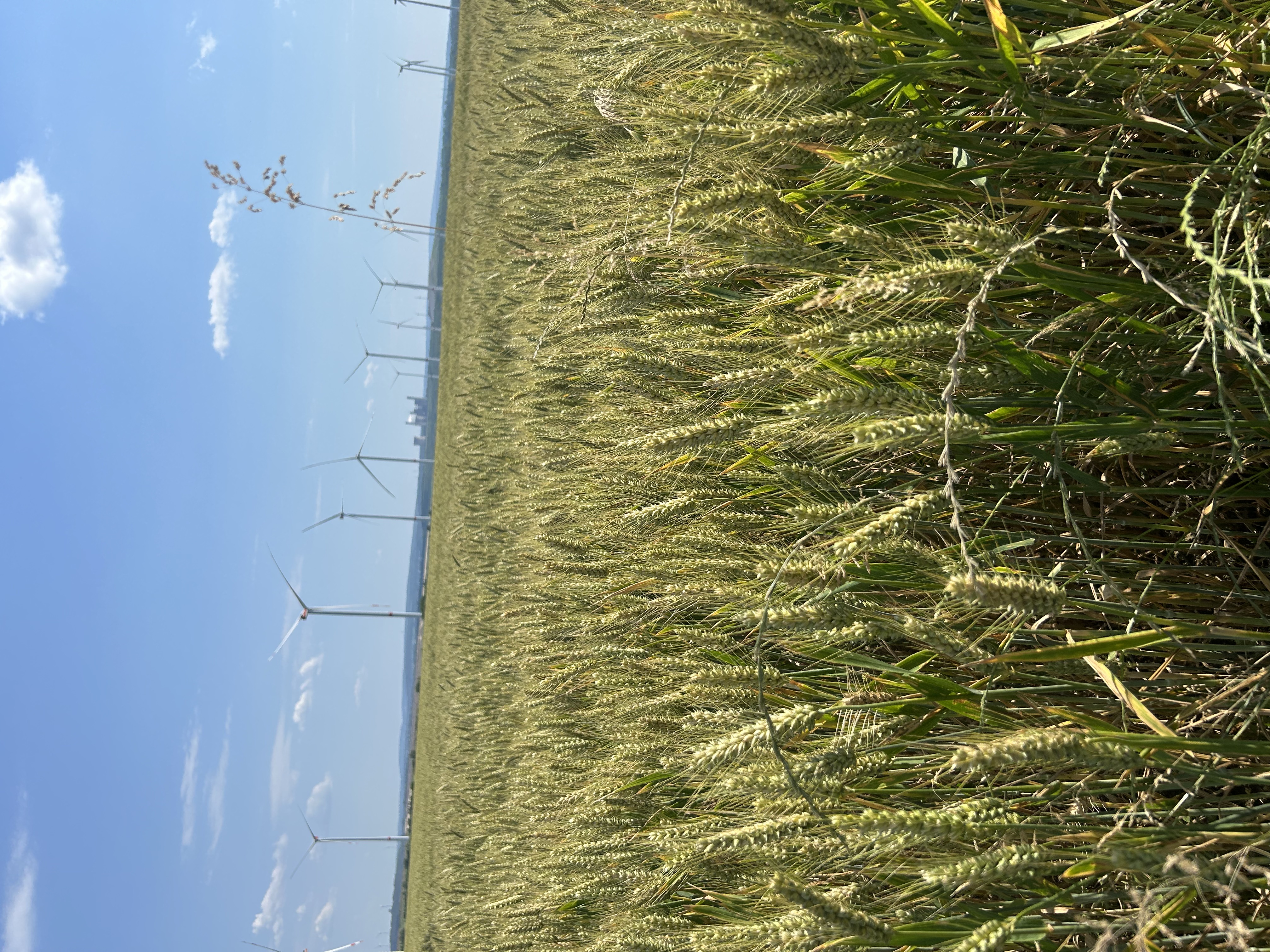 scenery on a long run outside of town